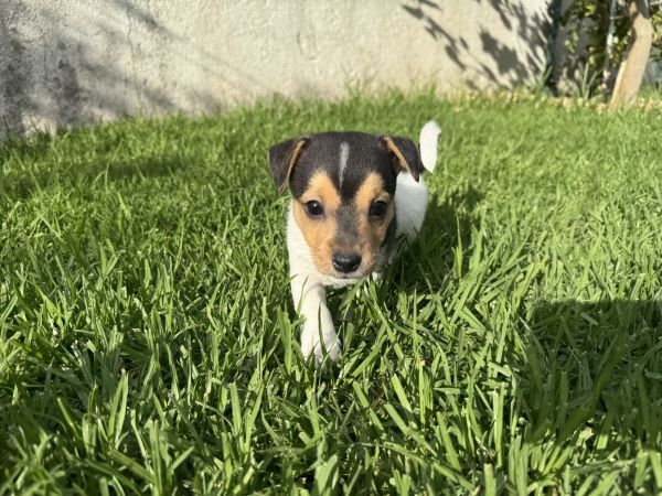 Jack Russel Terrier