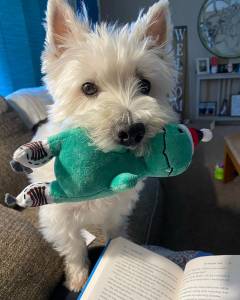 qualidade West Highland White Terrier