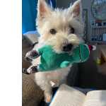 qualidade West Highland White Terrier