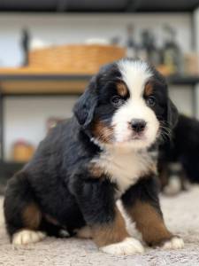 Lindos Filhotes Bernese