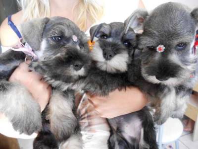 Lindos Filhotes Schnauzer