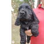 Lindos Filhotes Cocker Spaniel Ingls