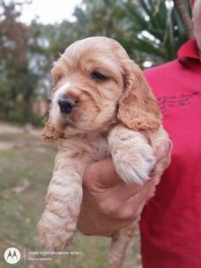 Lindos Filhotes Cocker Spaniel Ingls