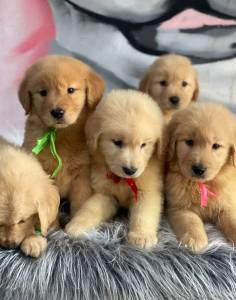 Lindos Filhotes Golden
