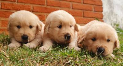 Lindos Filhotes Golden