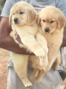 Lindos Filhotes Golden