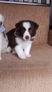 Lindos Filhotes Border Collie