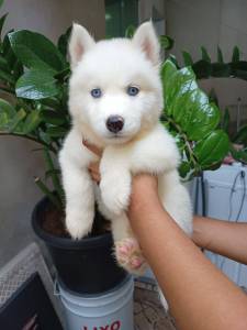 Lindos Filhotes Husky Siberiano promoo