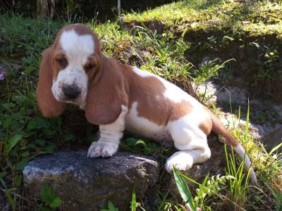 Lindos Filhotes Basset Hound