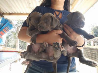 Lindos Filhotes Dogue Alemo