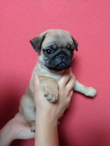 Lindos Filhotes Pug