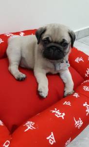 Lindos Filhotes Pug