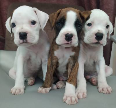 Lindos Filhotes boxer