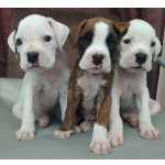 Lindos Filhotes boxer