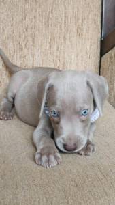 Lindos Filhotes Weimaraner