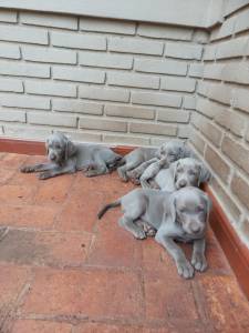 Lindos Filhotes Weimaraner