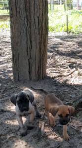 Lindos Filhotes Fila Brasileiro