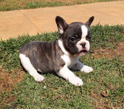 Lindos Filhotes Bulldog Francs