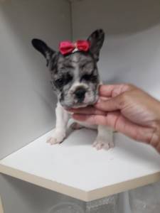 Lindos Filhotes Bulldog Francs