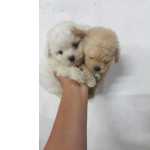 Lindos Filhotes Poodle