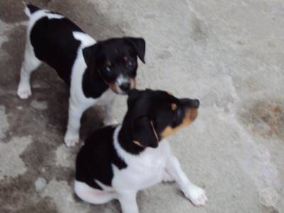 Lindos Filhotes Fox Paulistinha