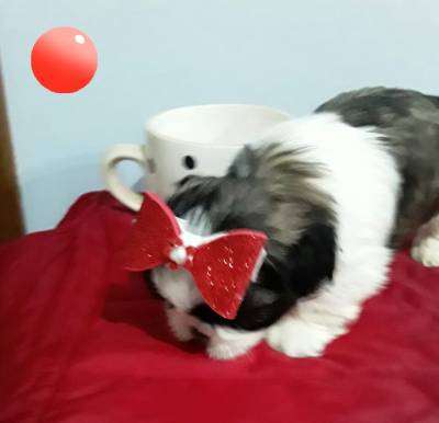 Lindos Filhotes Lhasa Apso