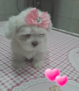 Lindos Filhotes Lhasa Apso