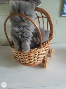 Lindos Gatinhos Persa