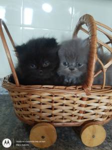 Lindos Gatinhos Persa