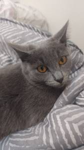 Chartreux filhote