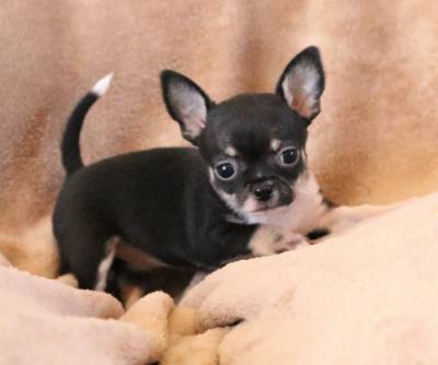 Chihuahua