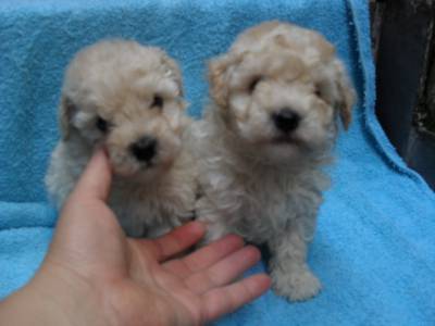 Poodle
