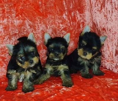 Yorkshire Terrier