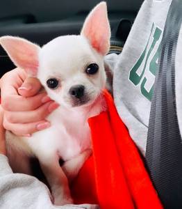 maravilhosos Chihuahua Lop E Afixo