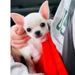 maravilhosos Chihuahua Lop E Afixo