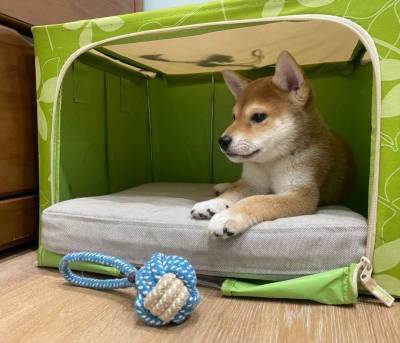 Shiba Inu com LOP