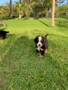 O SEU BERNESE EST AQUI LINDOS E SAUDVEIS CRIAO VETERINRIA