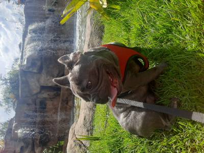 Buldogue Francs Blue Extico