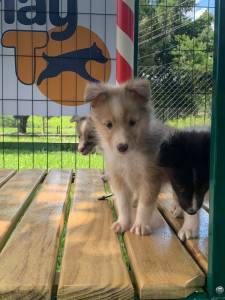AQUI VOC ENCONTRA PASTOR DE SHETLAND CRIADOS POR MDICA VETERINRIA