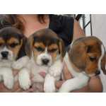 Beagle Carinhosos Filhotes