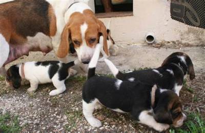 Beagle Carinhosos Filhotes