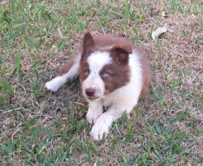 Border Collie Magnficos Filhotes