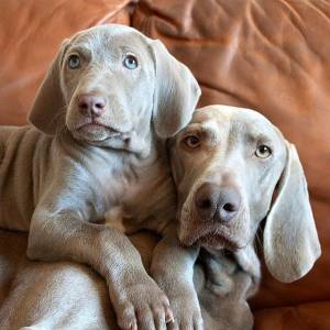 Weimaraner Bonitos Filhotes