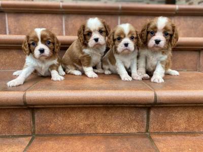 Cavalier King Charles Spaniel - Pedigree TOP - Pais testados para doenas genticas