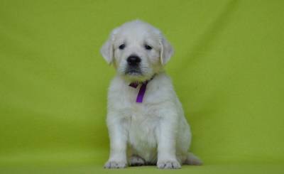 Golden Retriever - Pedigree TOP - Despistes de Patologia Gentica aos Progenitores