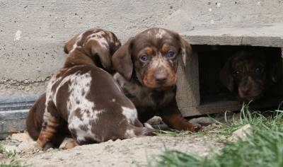 Teckel Arlequim Chocolate - Pedigree LOP