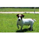 Jack Russel Terrier - com Pedigree LOP - Descendente de Campees