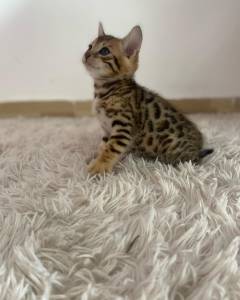 Bengal