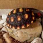 Filhotes de tartarugas ideal para voc� que tem crian�a com bronquite ou problemas respirat�rios