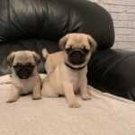 Macho e fmea Cachorros Pug